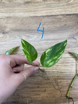 Epipremnum aureum - zakořeněné řízky - 6