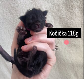 Mainská mývalí koťátka - 6