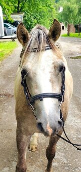 Valašek Český sportovní pony - 6