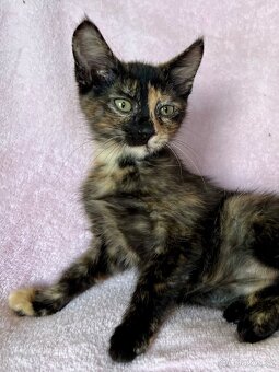 Mainská křížená koťátka - 6