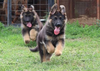 Německý ovčák štěňata s PP pejsek - 6