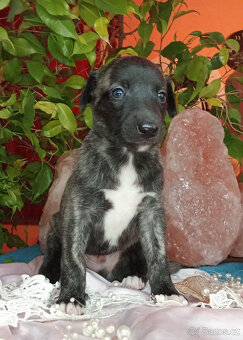 Whippet štěňátka bez PP po rodičích s PP ( FCI). - 6