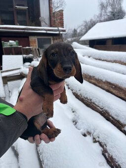 Štěně jezevčíka - 6