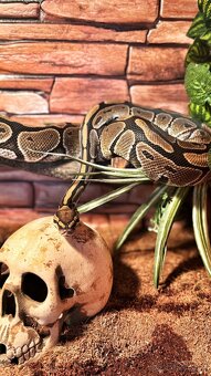 Terárium pro plazy/Terrarium for Reptiles - 6