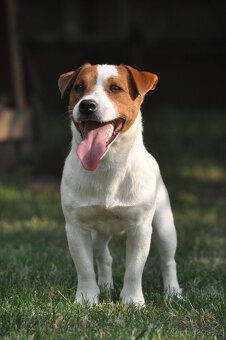 štěňata Jack Russell teriéra s PP - 6