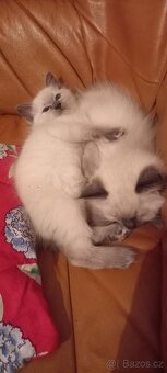 Ragdoll koťata - 6