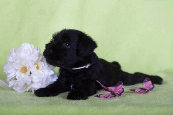 Knírač malý černý s PP - 6