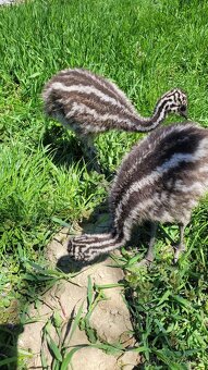 Pštros emu hnědý australský - 6