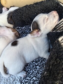 Jack russel teriér - 6