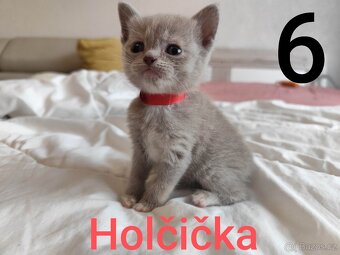 Britská modrá krátkosrstá koťátka - 6