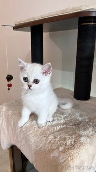 Britská stříbřitá bez PP - 6