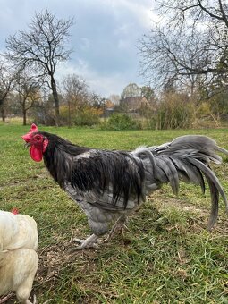 Kohouti, kohout na chov - 6