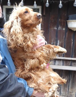 Zlatý kokršpaněl - daruji - 6