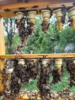 Včelí oddělky 2026 - 6