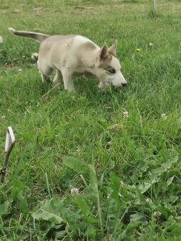 Sibiřský Husky - štěňátka - 6