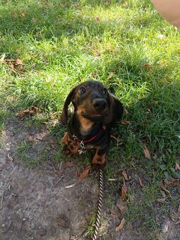 Jezevčík standard hladkosrstý bez PP - 6