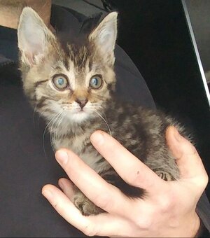 Nabízím koťata - 6