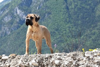 Cane Corso štěňata s FCI PP - přátelská cena - 6