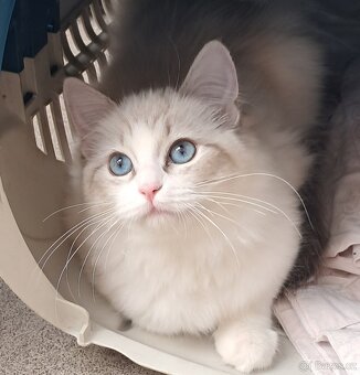 Kočička  ragdoll s PP - 6