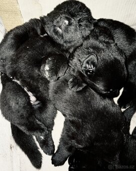 Štěňata Německý ovčák černé barvy - 6