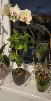 Ibišek - Hibiscus rosa, Orchidej - Phalaenopsis - 6