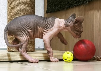 Kanadský sphynx kluk - 6