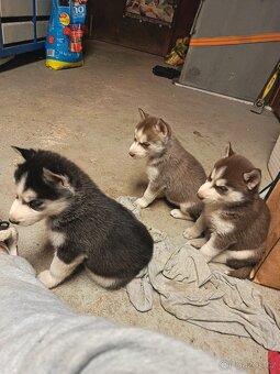 Sibiřský husky - 6