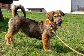 GIDELON -pes, štěně 4 měsíce, většího vzrůstu - 6