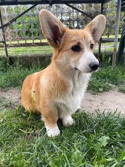 corgi pembrok sPP - 6