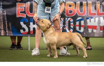 AMERICAN BULLY POCKET KRYTÍ - 6