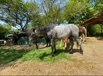 Welsh Part-Bred hřebeček - 6