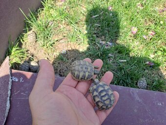 Suchozemské želvy + terária - 6