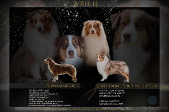 Australský ovčák s PP - 6