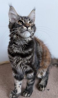 Mainska myvali kotata s PP - 6