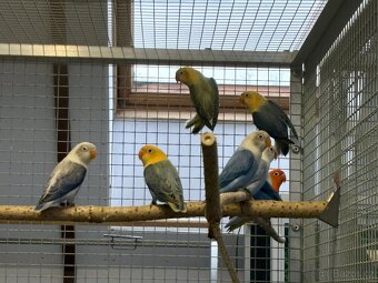 Agapornis fischeri - 6