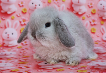 Zakrslí beránci NHD . - 6