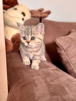 Skotská klapouchá kočka, scottish straight s PP - 6