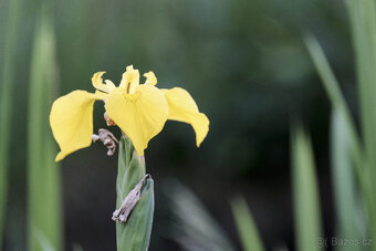 ►Fujifilm Fujinon XF 55-200mm f3.5-4.8 R LM OIS - jako nový◄ - 6