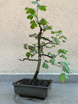 Bonsai, Bonsaj, jamadori, javor babyka - 6