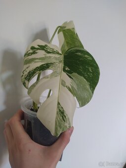 Monstera Albo Variegata - 6