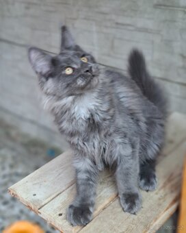 Maine coon, mainska myvalia s PP - 6