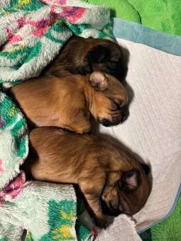 Štěňata kříženci Tibetského španěla a Jack Russella - 6