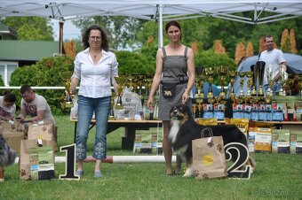 Austrálsky ovčák/krytie/ - 6