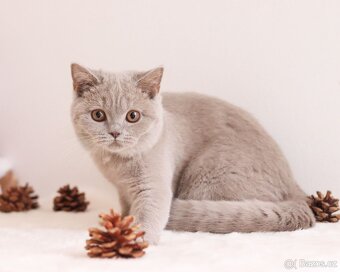 Britská koťátka s PP - 6