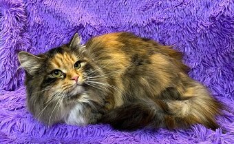 Sibiřská kočka a kocour 1,5 roku s PP - 6