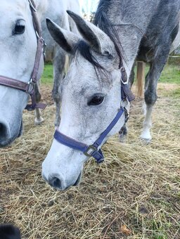 Arabský plnokrevník valach - 6