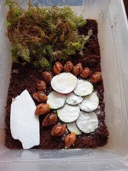 Africký  šnek Archachatina Marginální  suturalis - 6