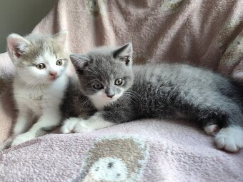 Britská koťátka modrá bicolor - 6