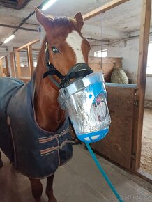 Ustájení koní - inhalační solná terapie koní - 6