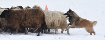 Belgický ovčák - Groenendael - 6